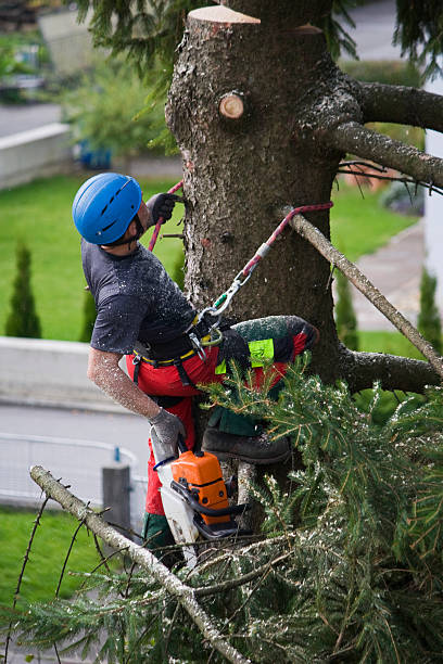 How Our Tree Care Process Works  in Berkeley, CA